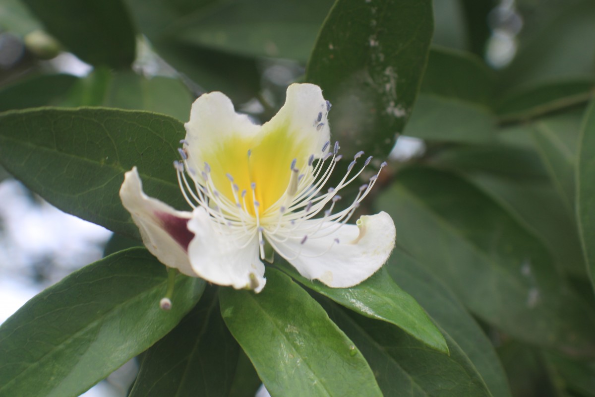 Capparis